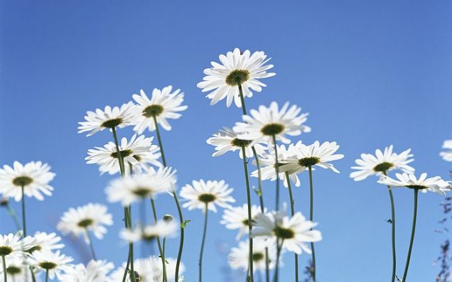 1440x900_Blue_Sky_Flowers_HM049_350A[1]